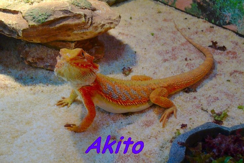 Akito
